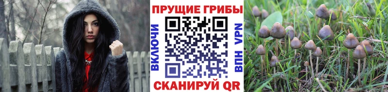 где можно купить наркотик  Суджа  Галлюциногенные грибы Magic Shrooms 